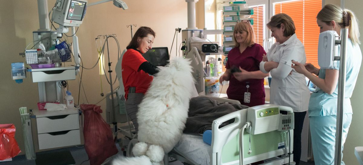 Dzień Psa z uśmiechem – czworonogi wspierają pacjentów w Klinicznym Szpitalu Wojewódzkim Nr 2 im. Św. Jadwigi Królowej w Rzeszowie